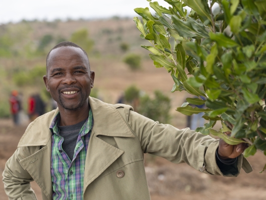 Global Tea, one of Malawi’s top macadamia producers, saw an opportunity to help small-scale farmers in Malawi improve their livelihoods while also securing more macadamia nut output to meet consumers’ demand. 