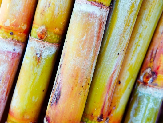 Detail of a fresh cut sugar cane