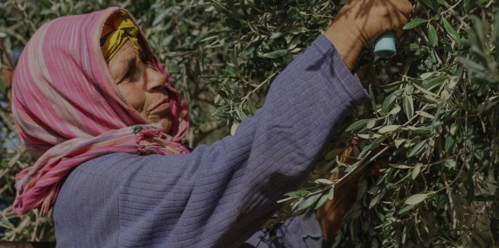 woman harvesting olive tree
