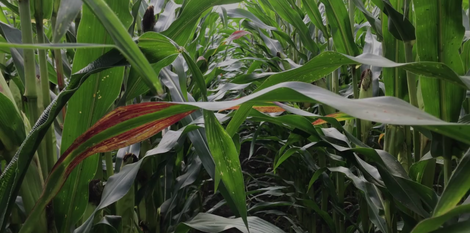 maize