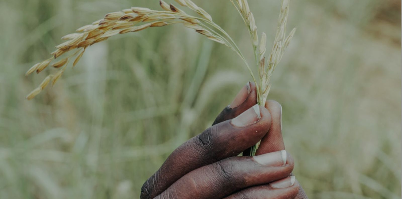 A close-up view of a hand holding several heads of grain, gently pinching the stems. The grains are light golden and mature, while the background is softly blurred with green tones, suggesting a field or agricultural setting in natural daylight. Provide your feedback on BizChat