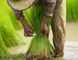 Person bundling rice seedlings in shallow water in a green field.