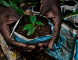 Hands gently holding soil while planting a small green seedling, wrapped in a blue plastic grow bag, symbolizing early-stage crop cultivation and sustainable agriculture.