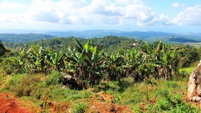 Haiti landscape