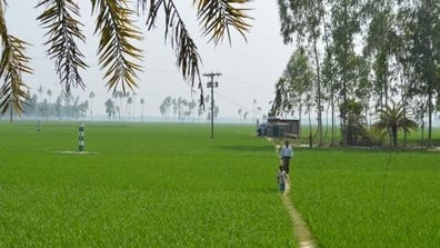 field
