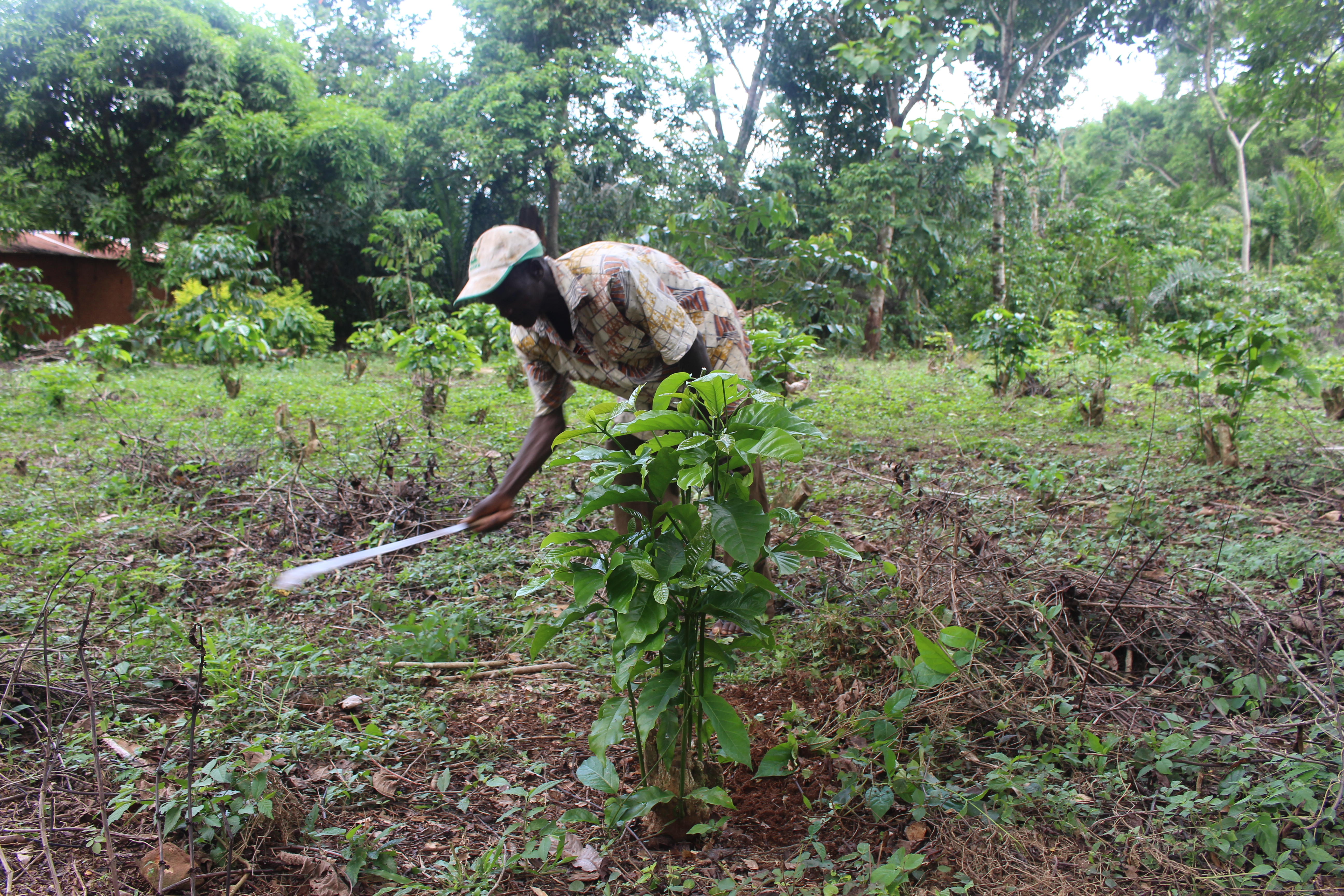Project to Support Agricultural Development in Togo (PADAT) Global