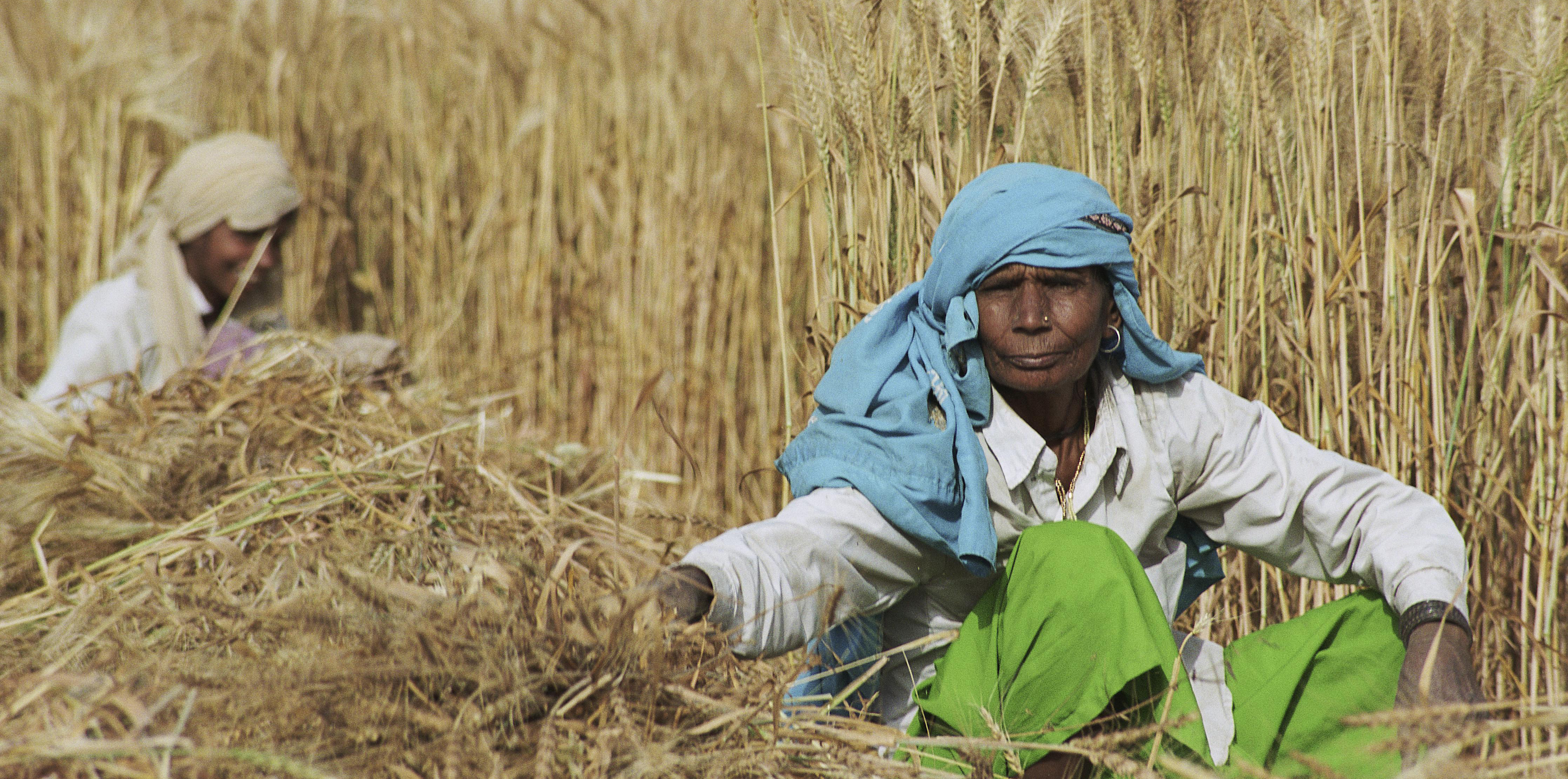 Global Agriculture and Food Security Program Partners Announce