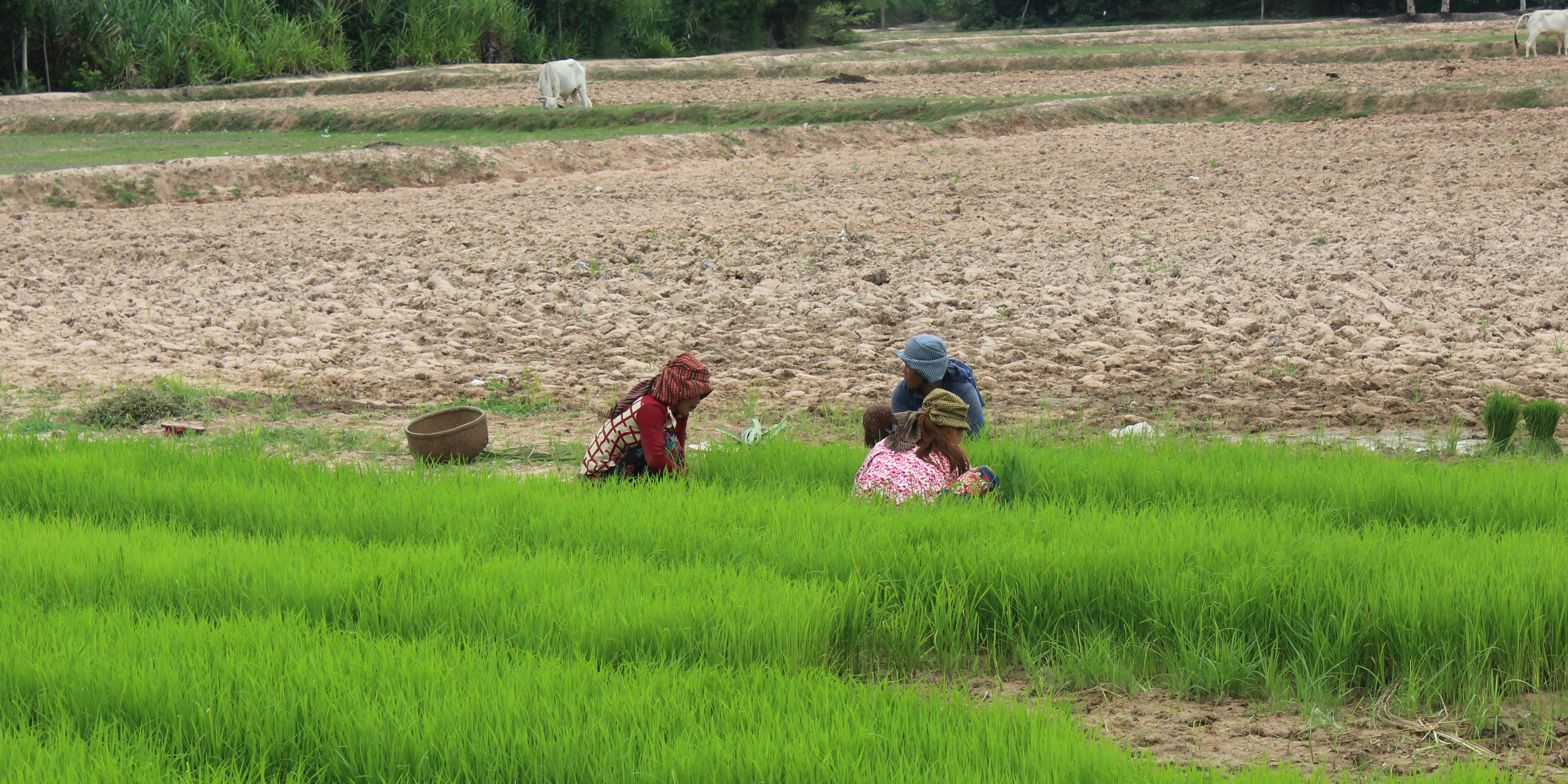 Climate Resilience Rice Commercialization Sector Development Program ...