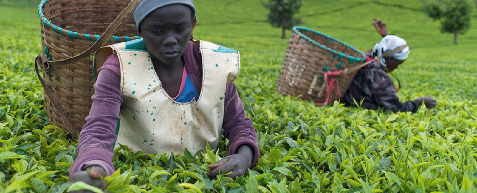 kenya tea farmer