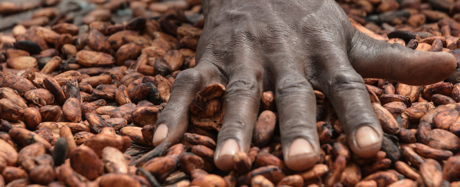 Promoting professional and sustainable cocoa farming | Global ...