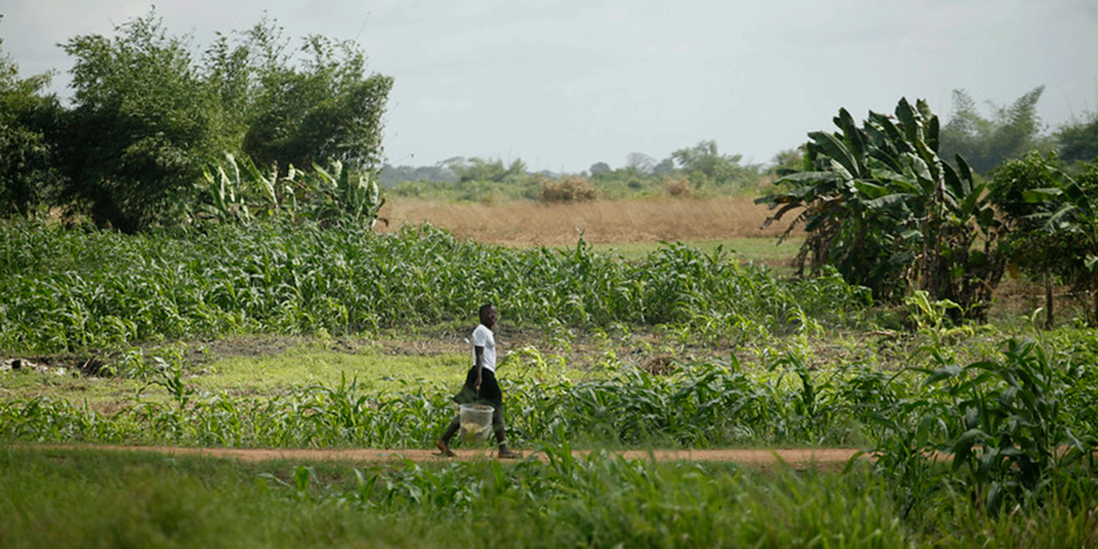 From Cassava and Rice to Recovery Bolstering Agriculture for a