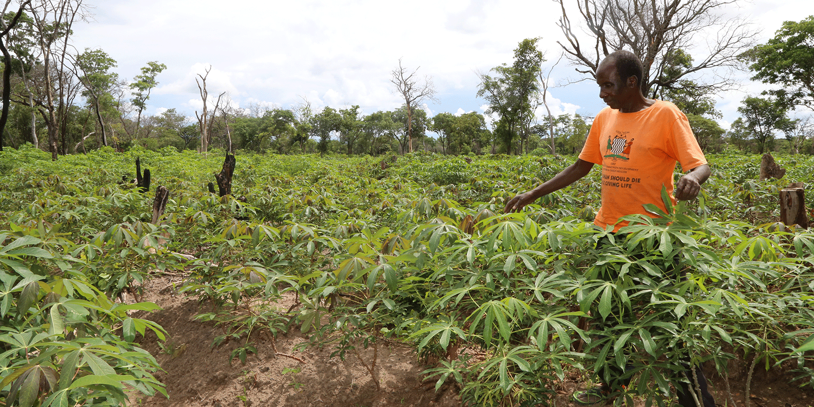 ClimateResilient Crop Takes Root in Zambia Global Agriculture and
