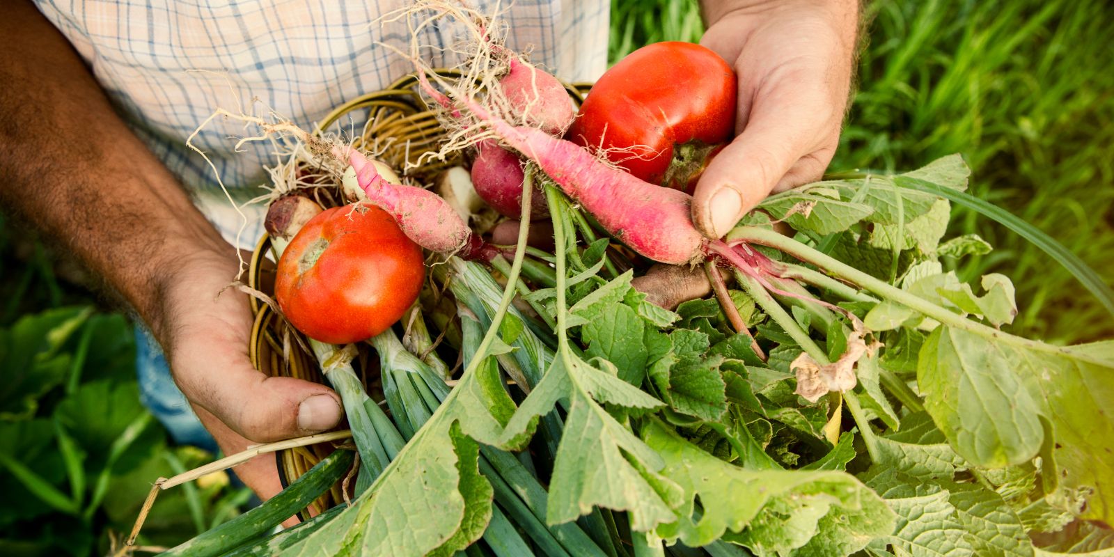 picking vegetables