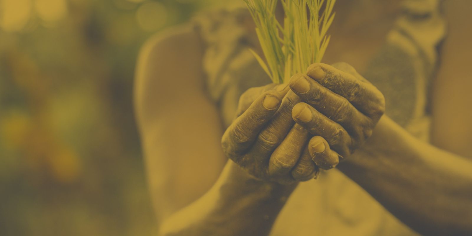 female hands holding a seedling