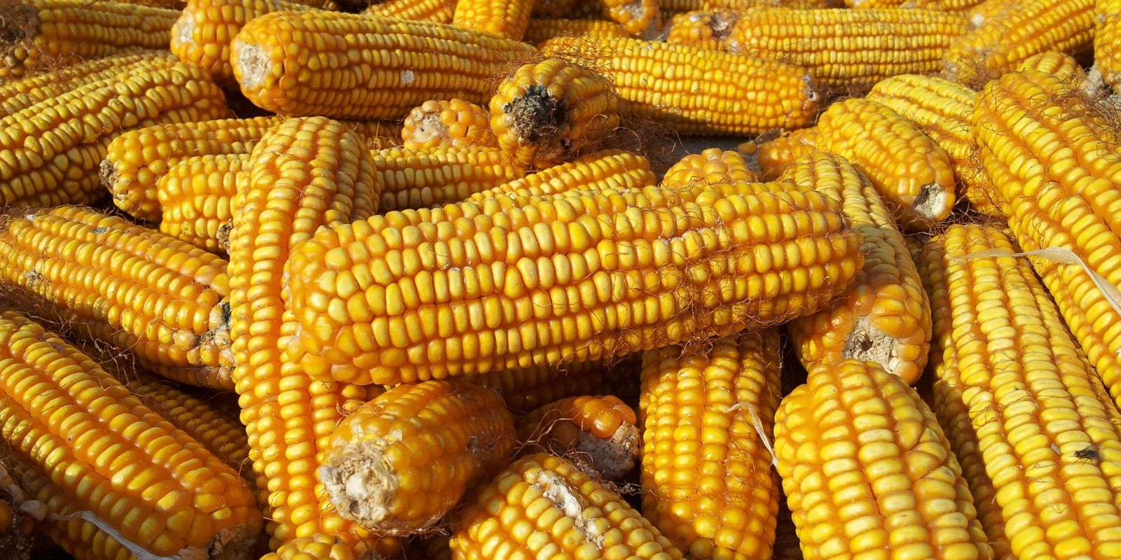 Close-up of a large pile of harvested yellow corn cobs, some showing signs of drying and decay, illustrating agricultural produce.