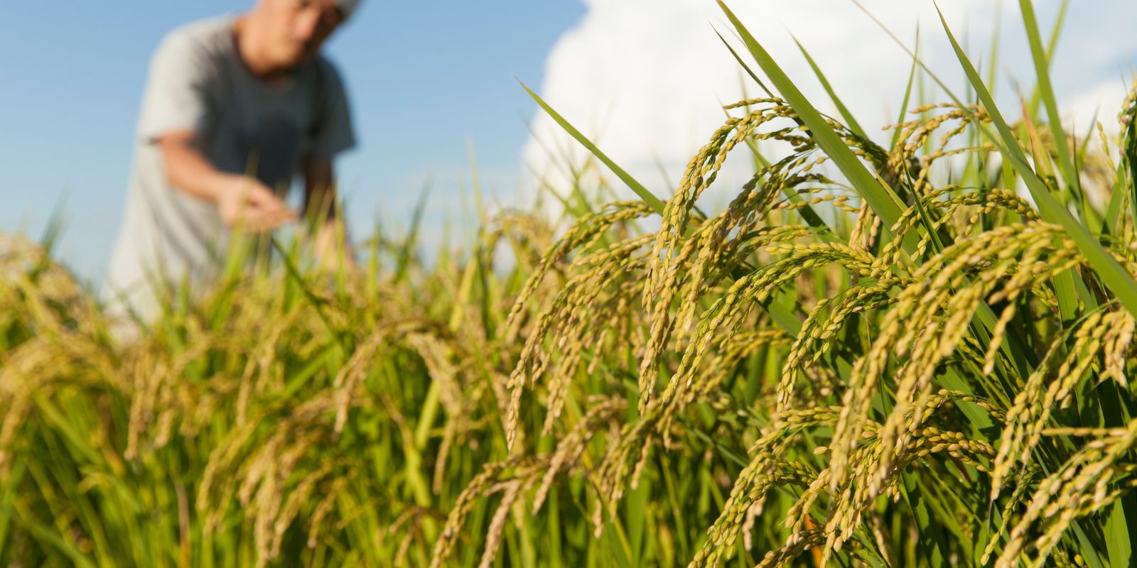 Close-up of ripe rice plants with golden grains in a green paddy field, with a person in the background inspecting the crop under a bright blue sky with white clouds.