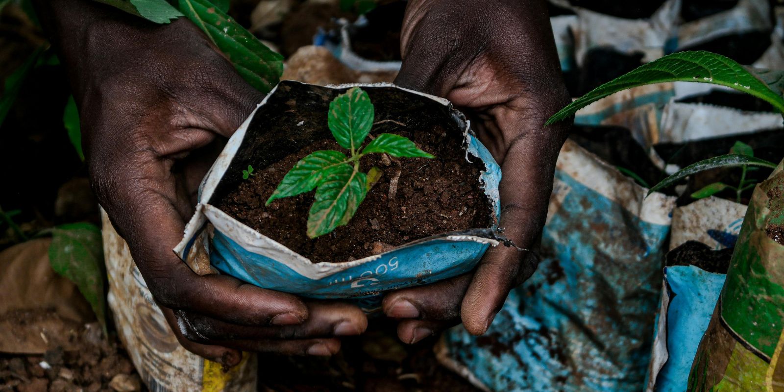 hands holding a seedling