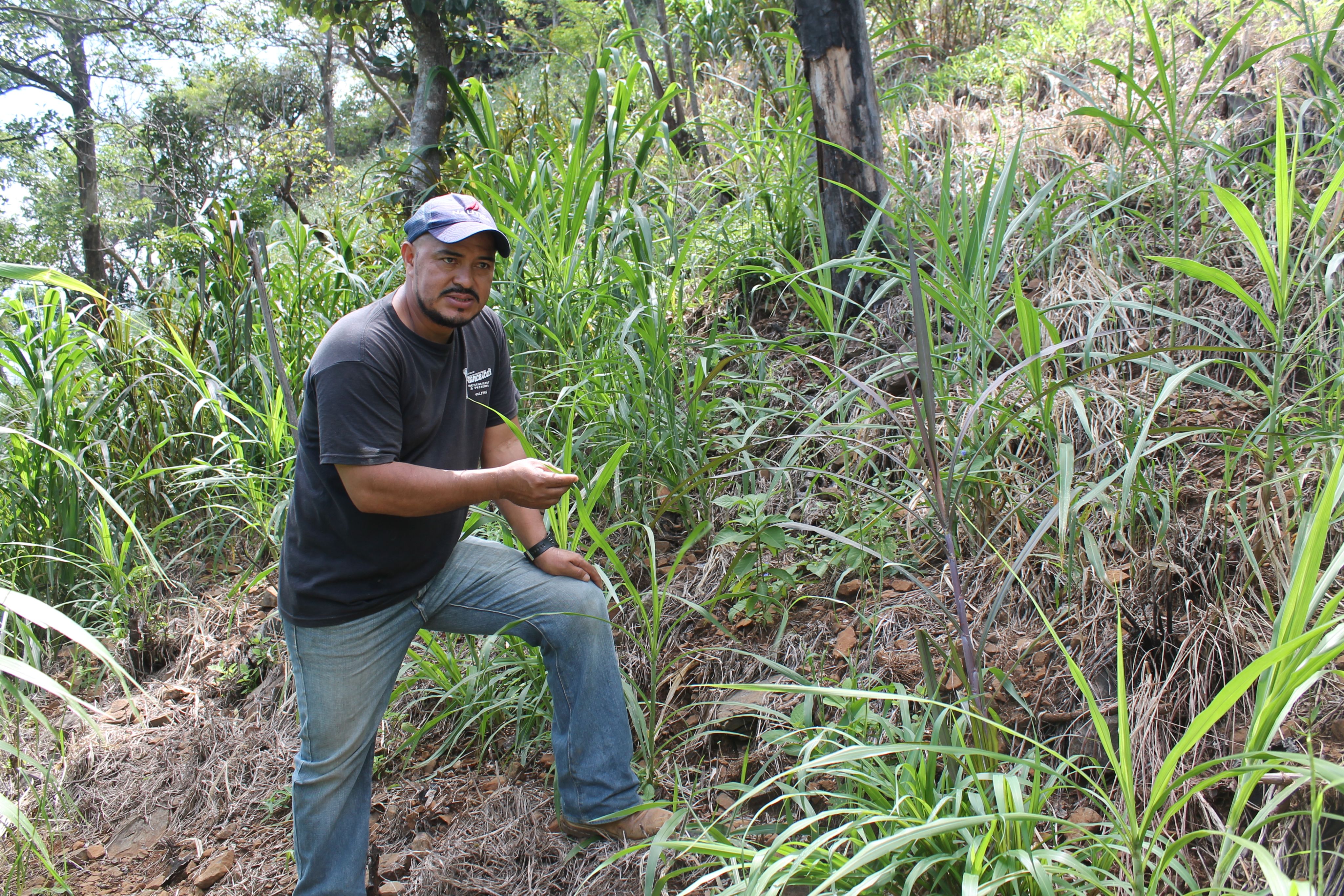 farmer growing grasses