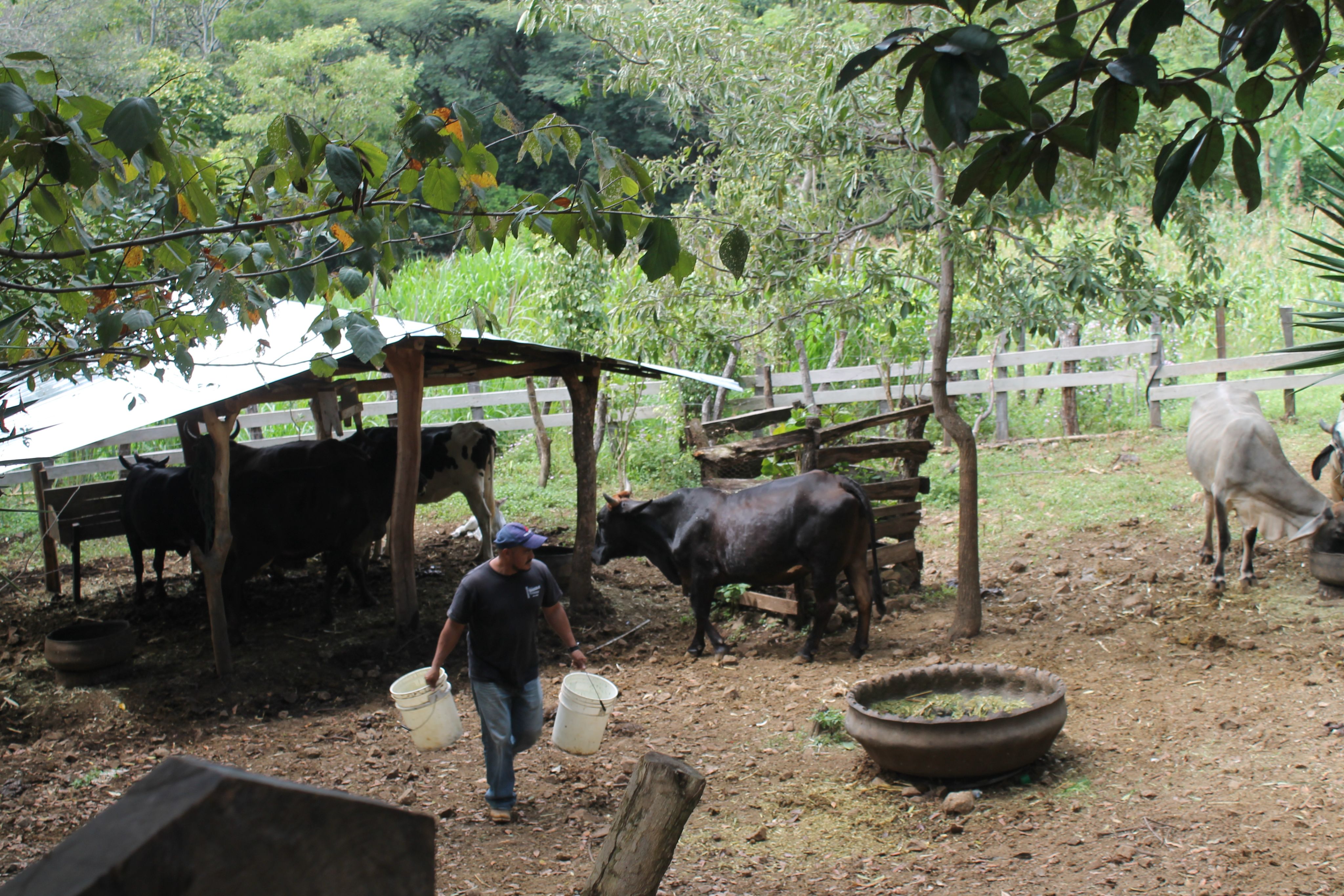 Natividad Maldonado feeds his cattle.