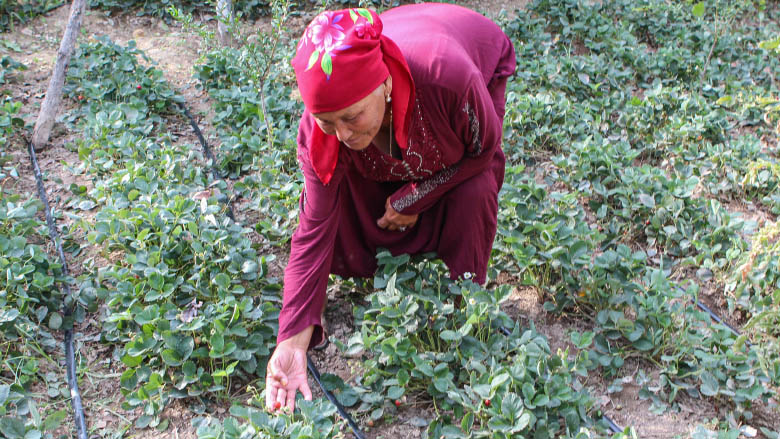 Rabykan Syuynova, Turpak Korgon village, Djalal-Abad region, introduced drip irrigation into her land plot with support from the Agricultural Productivity and Nutrition Improvement Project.