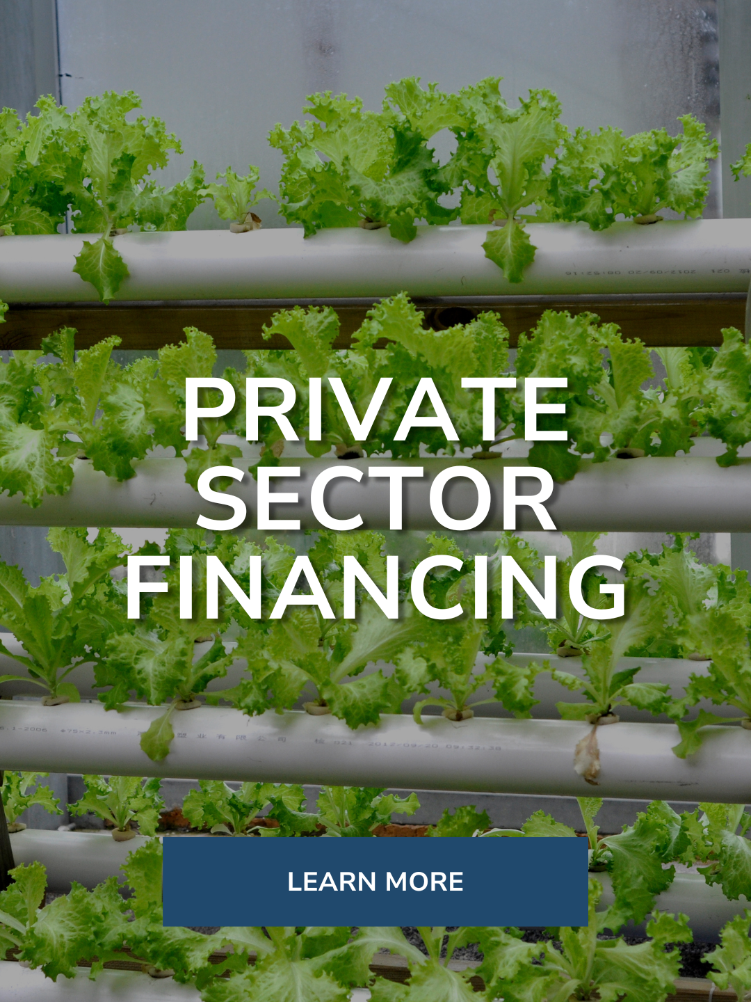 Rows of green leafy vegetables growing in a hydroponic system with white pipes. Text overlay reads 'Private Sector Financing' with a button labeled 'Learn More' at the bottom.