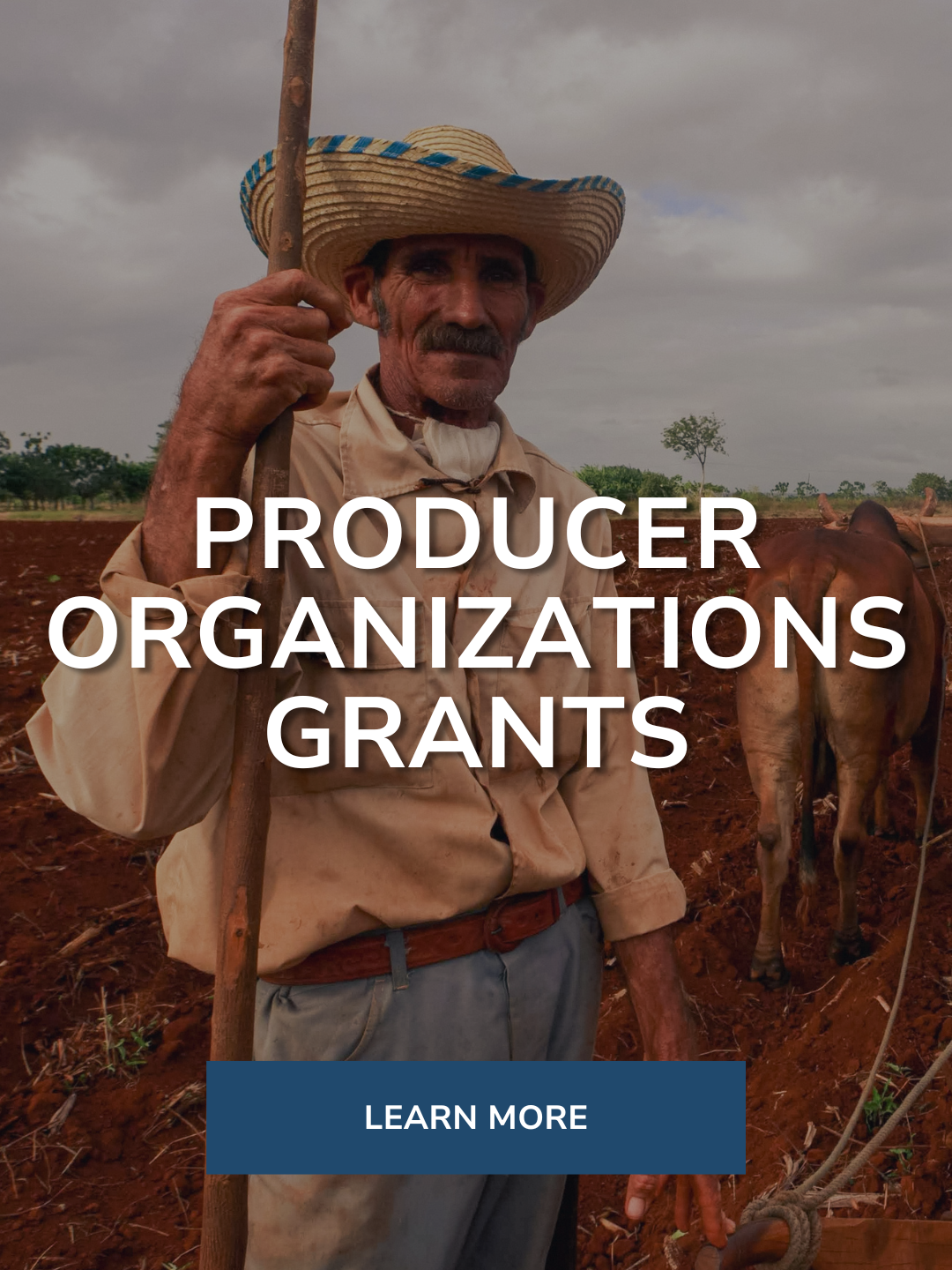 Man farmer wearing a straw hat and holding a wooden stick, standing in a plowed field with oxen in the background. Text overlay reads 'Producer Organizations Grants' with a button labeled 'Learn More' at the bottom.