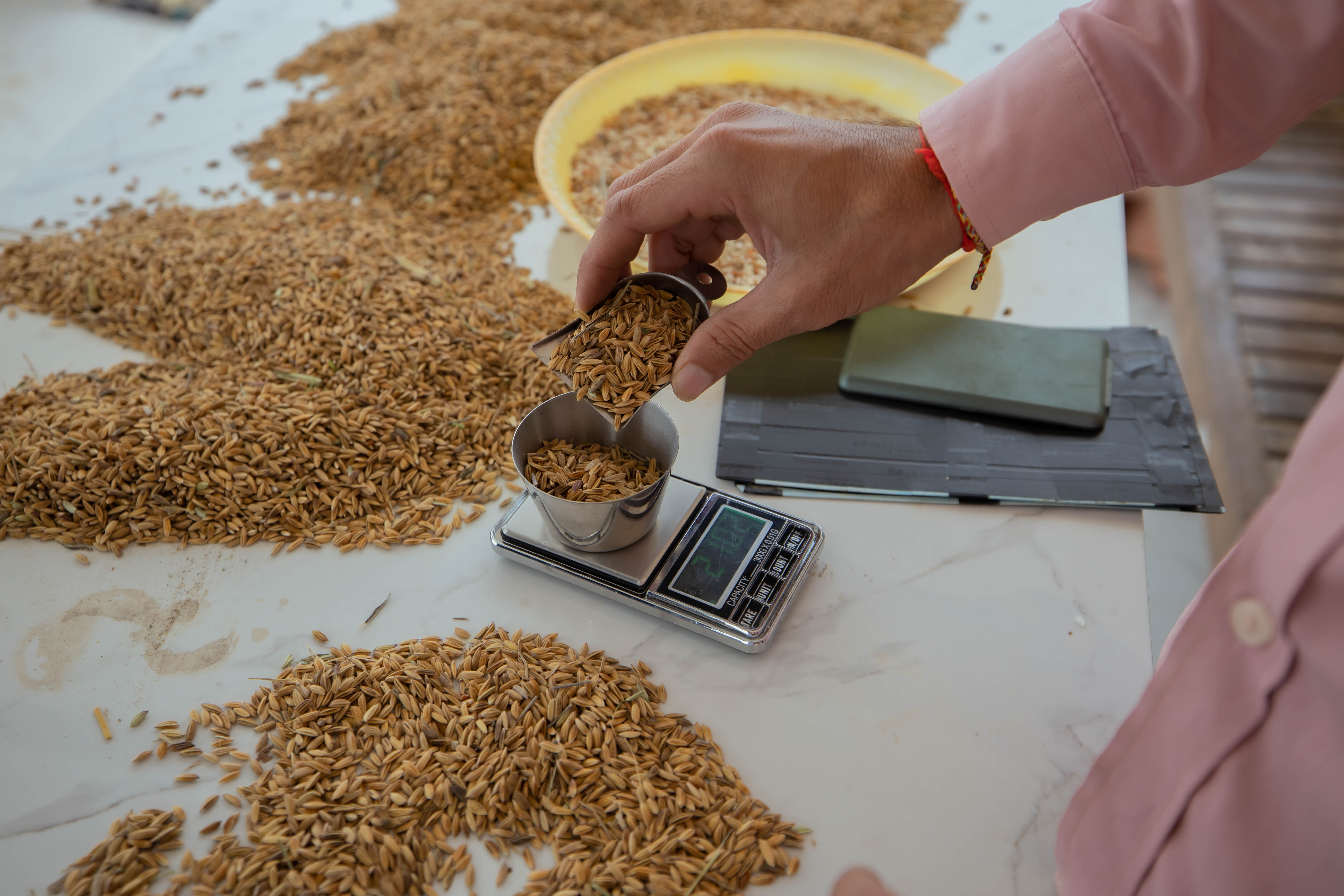 Mr. Yerng Kunthea checking rice quality...