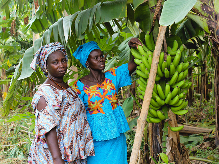 banana farmers