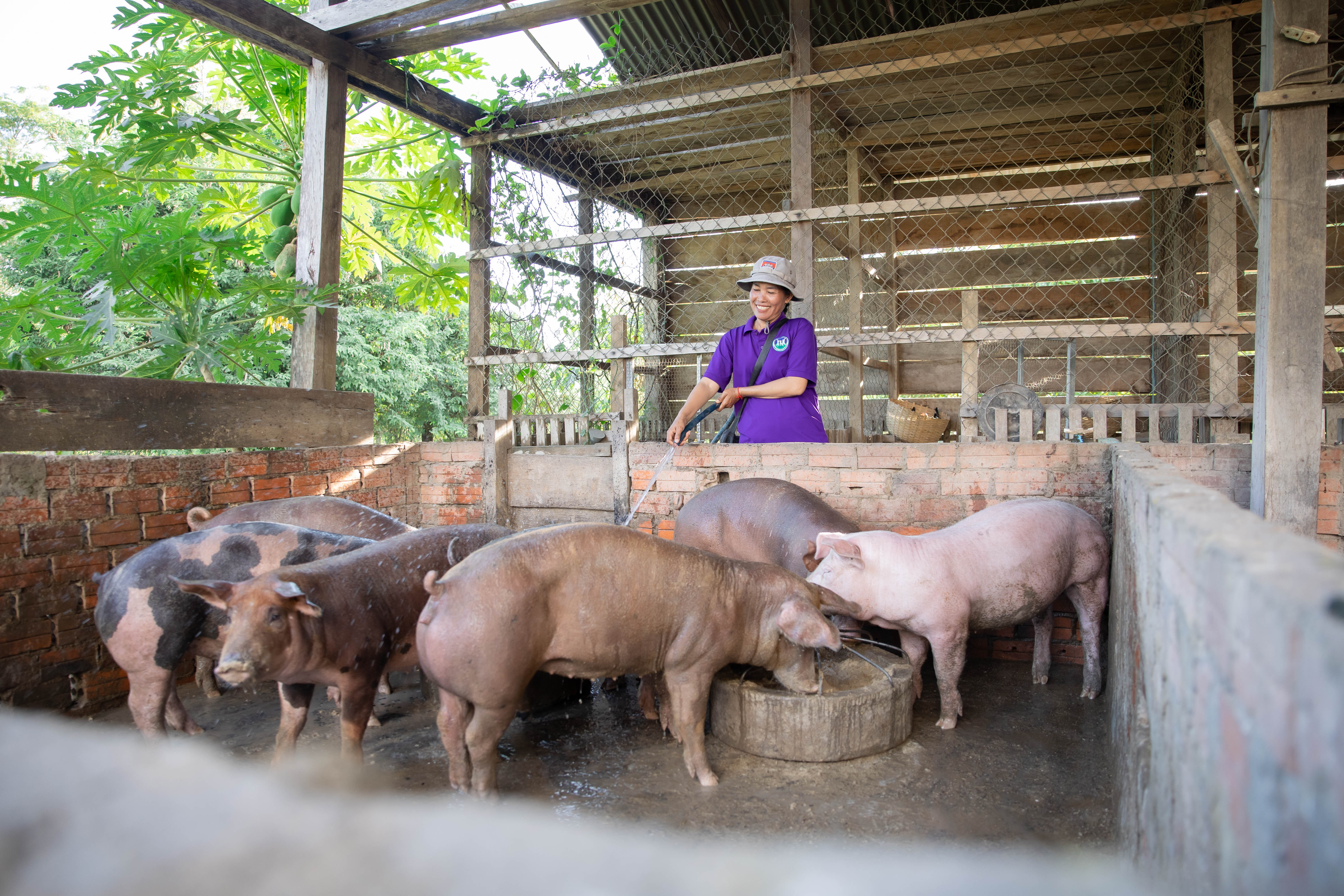 A person stands inside a pig pen rinsing several pigs with a hose. The enclosure has brick walls and a wooden roof, with green plants visible outside and the animals gathered around a feeding trough.