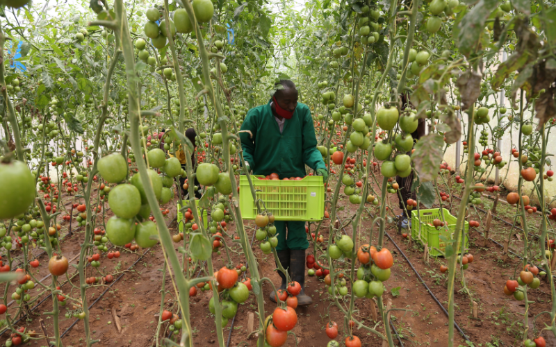 Farmer in Rwanda