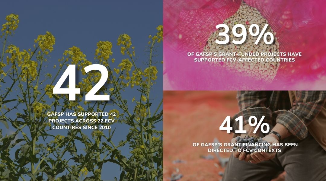 Infographic divided into four sections with text and background images. Top left shows yellow flowering plants with large white text '42' and smaller text 'GAFSP has supported 42 projects across 22 FCV countries since 2010.' Top right shows a close-up of seeds in a pink net with text '39% of GAFSP's grant-funded projects have supported FCV-affected countries.' Bottom right shows a person sitting on the ground holding hands, with text '41% of GAFSP's grant financing has been directed to FCV contexts.' Bottom left is part of the yellow flowering plant background.
