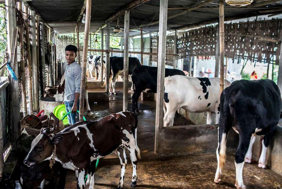 Cows - Bangladesh
