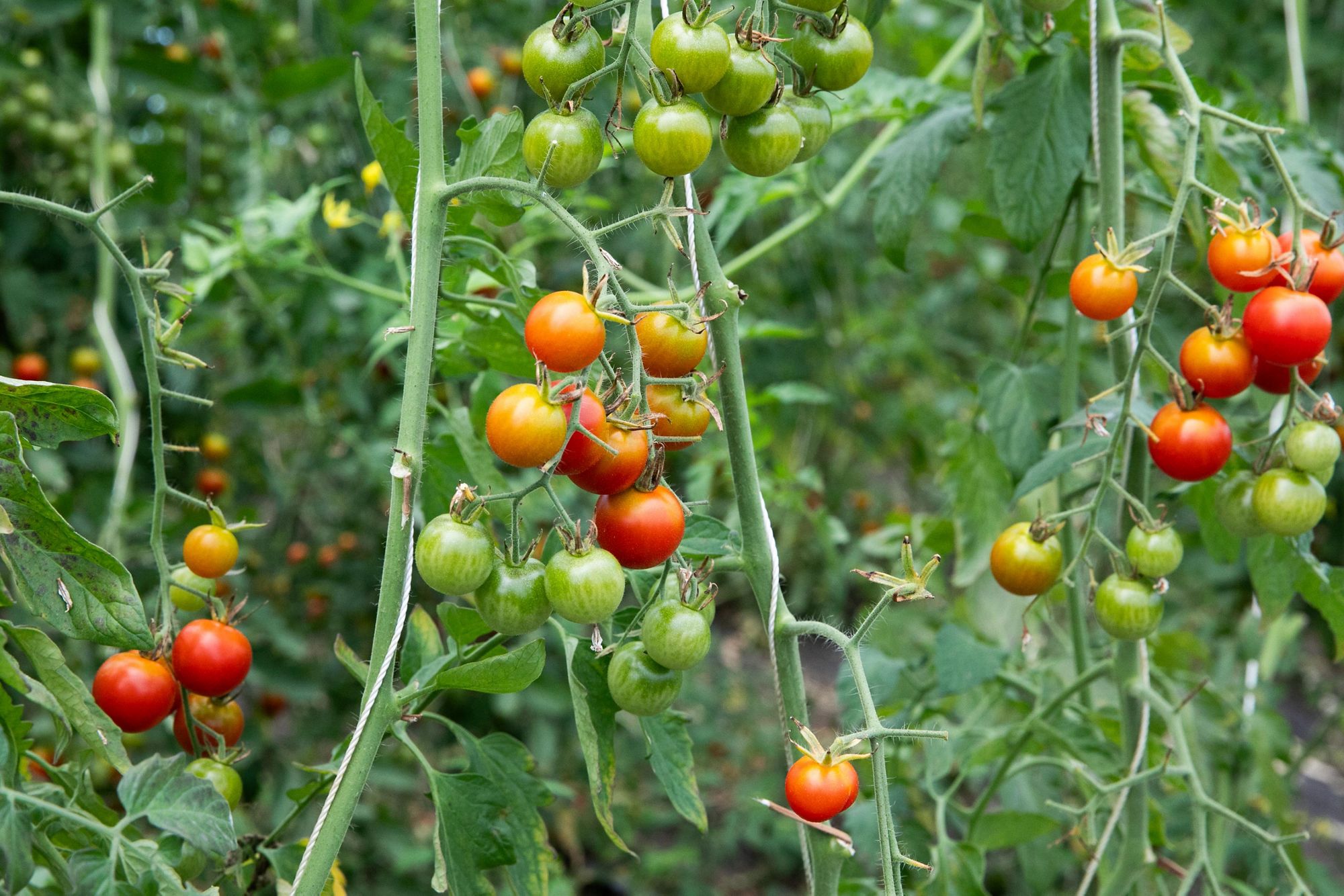 tomatoes