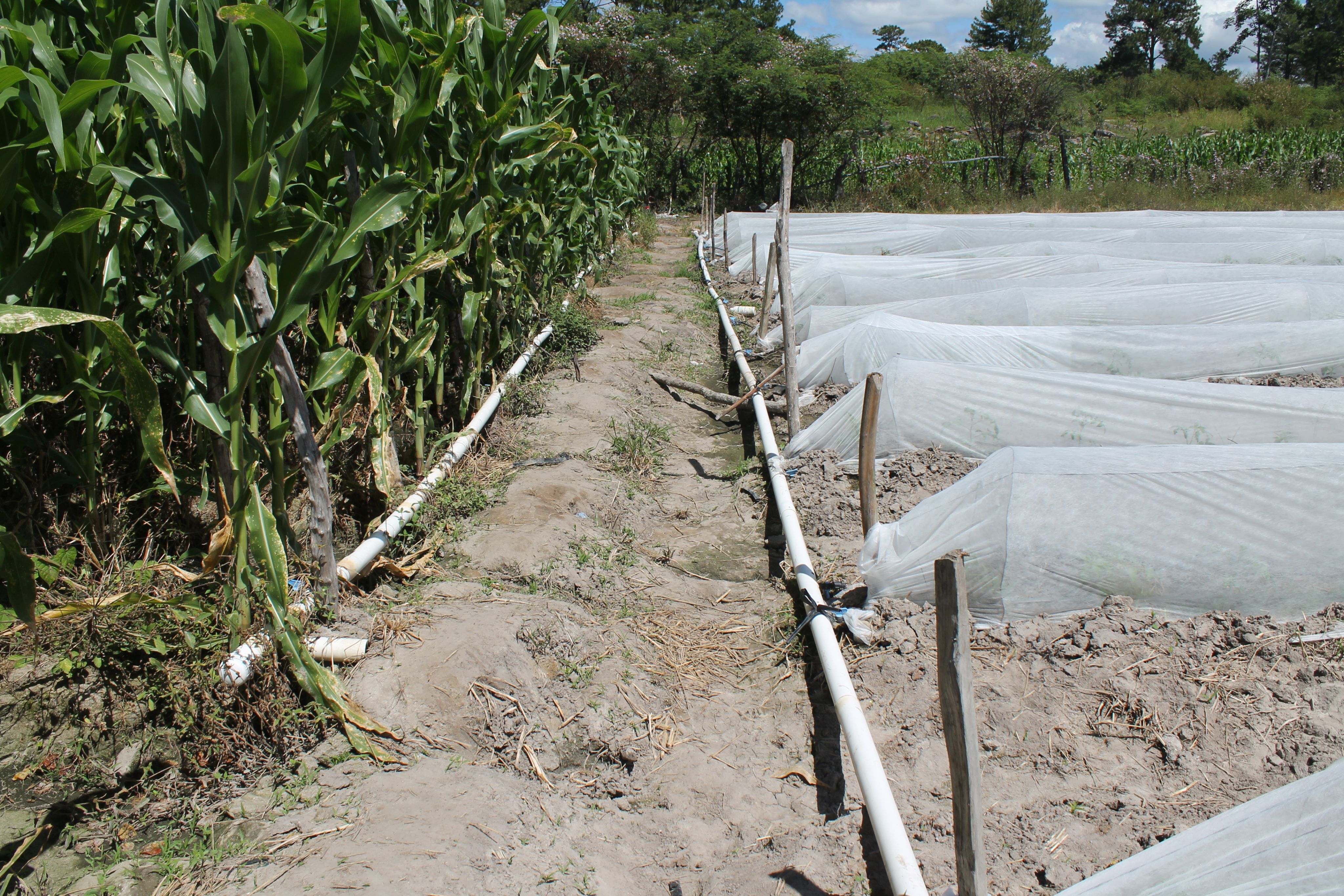 Marvin Giovanni Suniga has an irrigation system so he can water his crops even when the rains don’t come. 