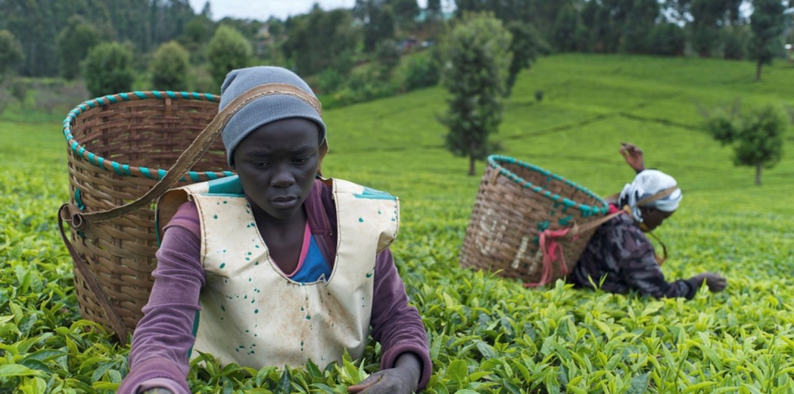 Kenya Tea Development Agency (KTDA)