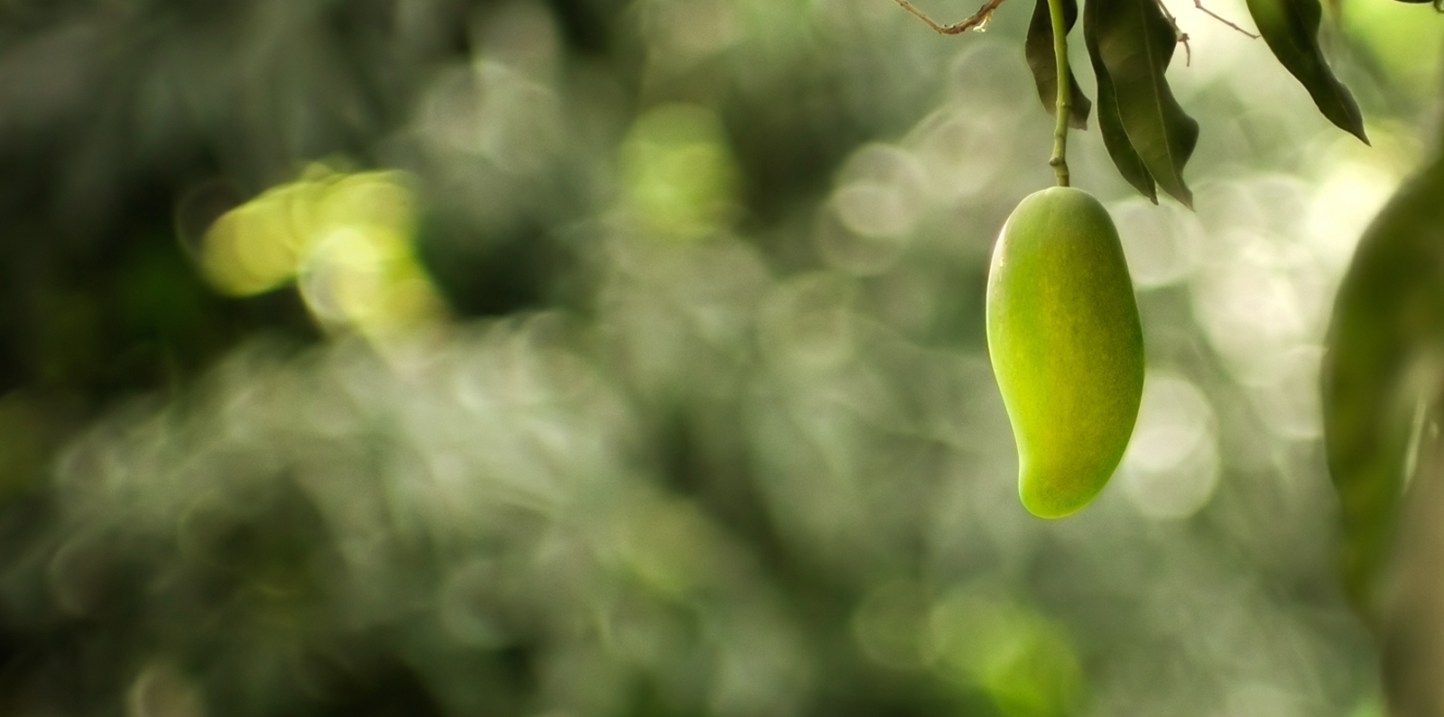 Mango fruit