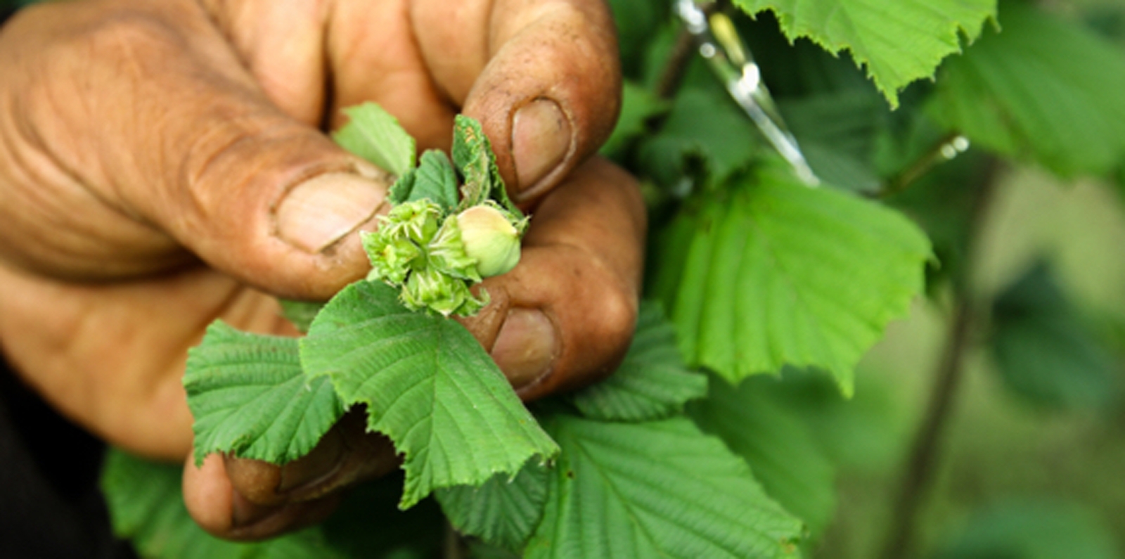 Mountain Hazelnuts