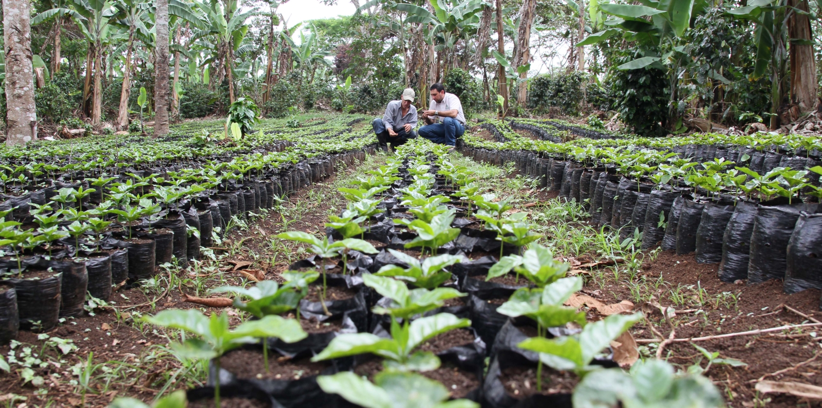 Coffee plant seedlings 