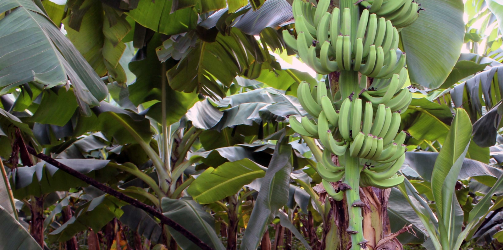 banana plantation senegal