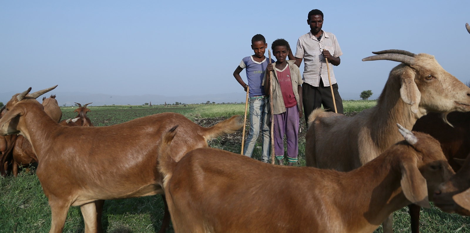 Rearing goats and sheep has long been a way of life in Ethiopia, where more than 20 percent of the population live below the poverty line. 