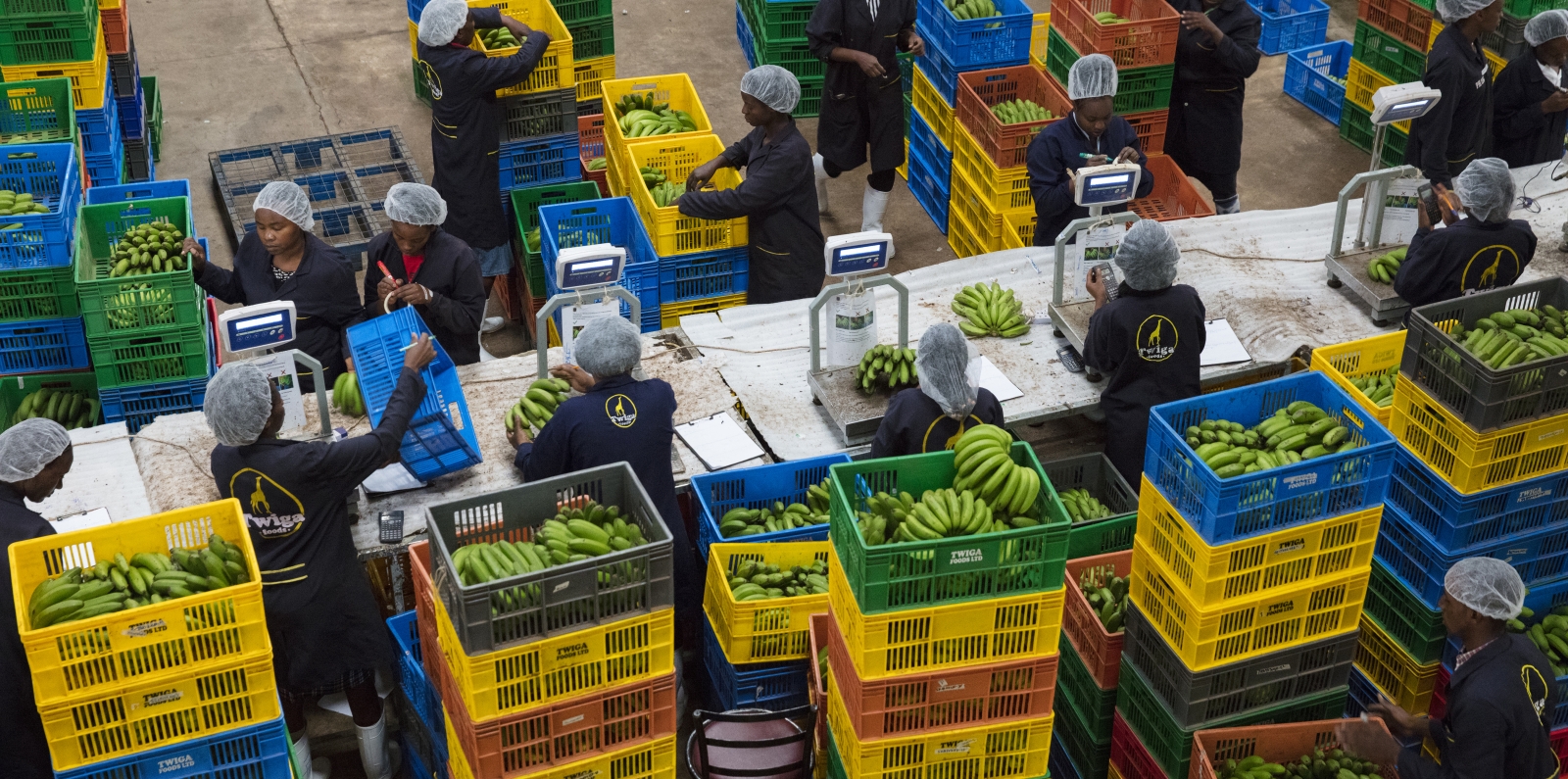 Twiga's Technology Connects Kenyan Smallholders with Markets 