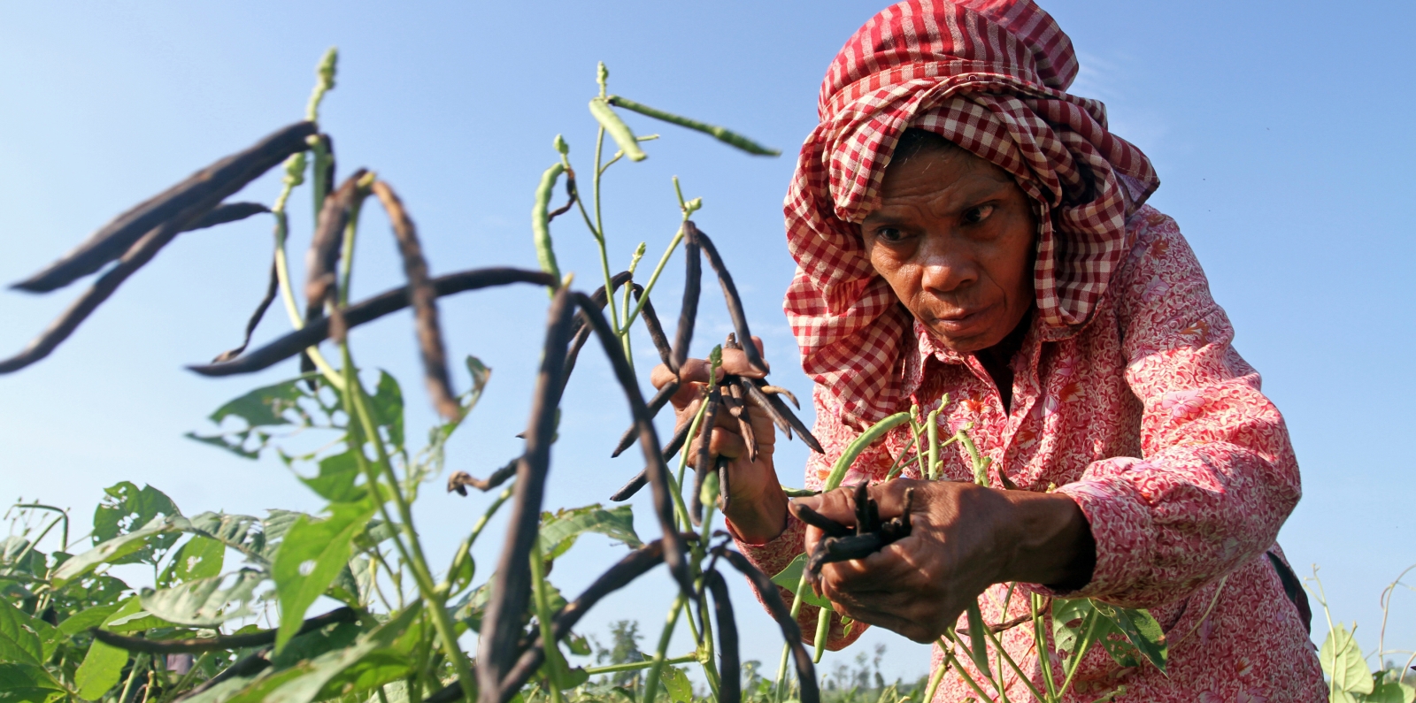 smallholders in Cambodia