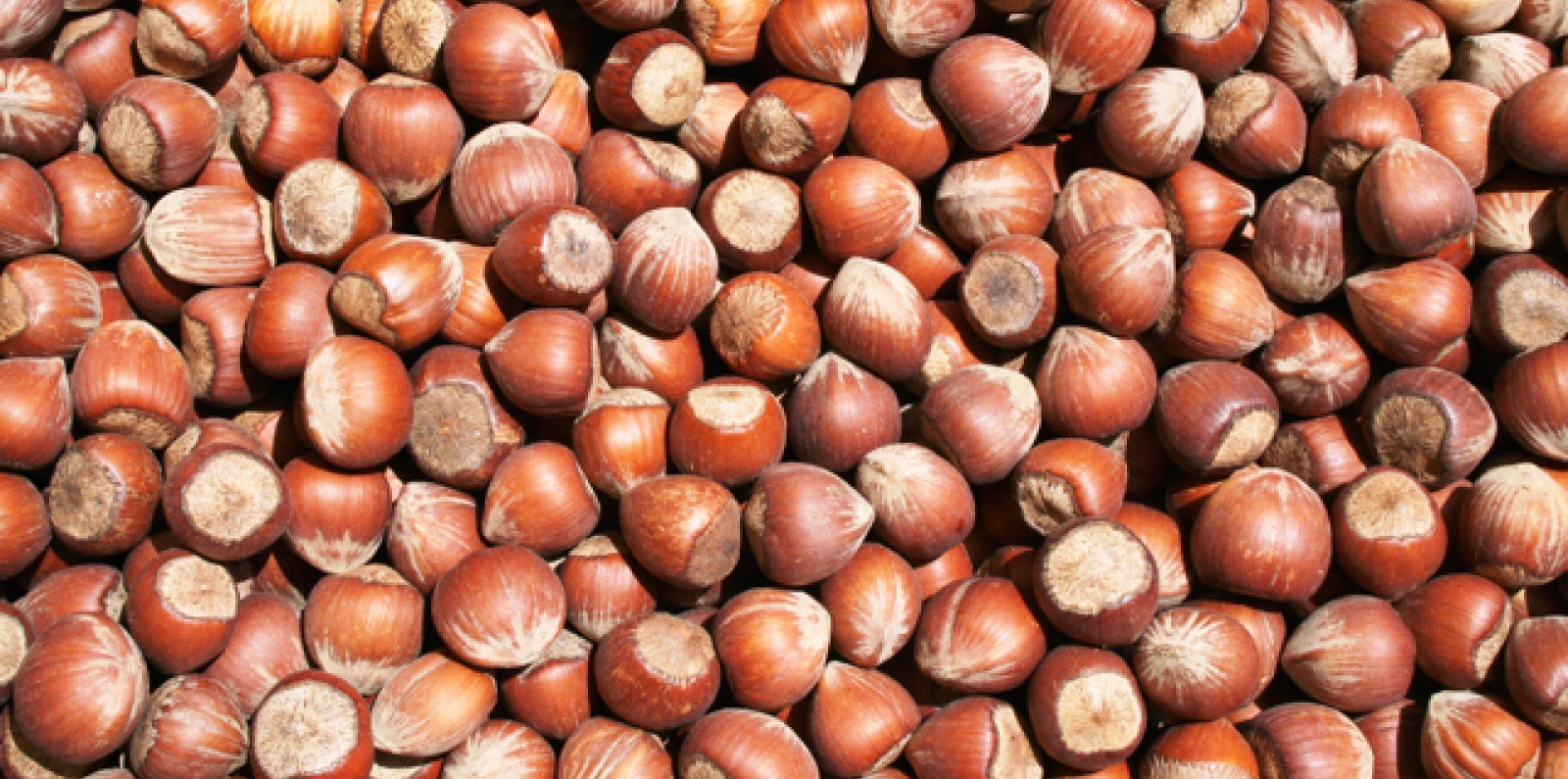 Hazelnuts 