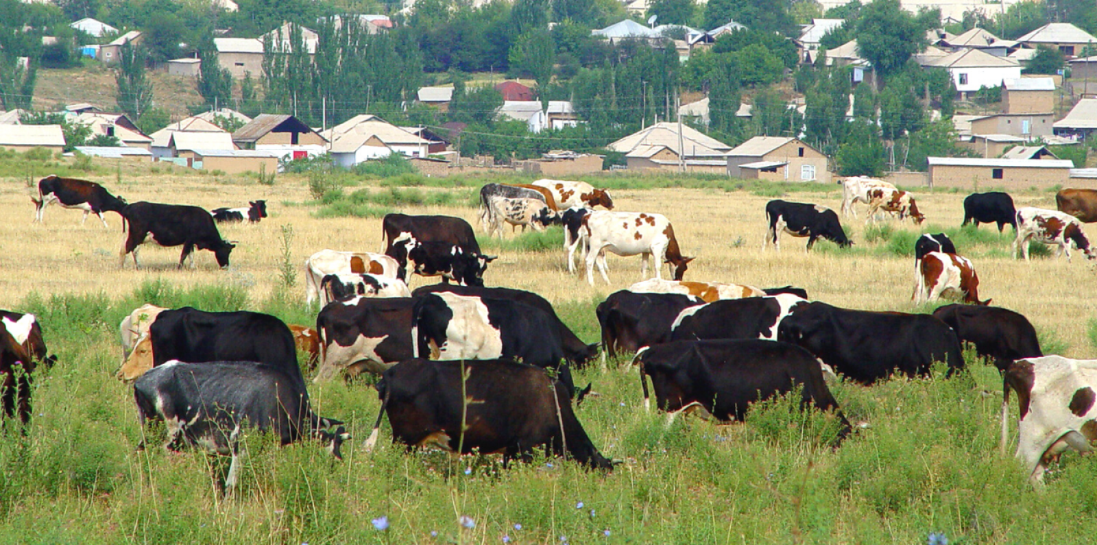 Herd of cattle graze in a pasture near a village