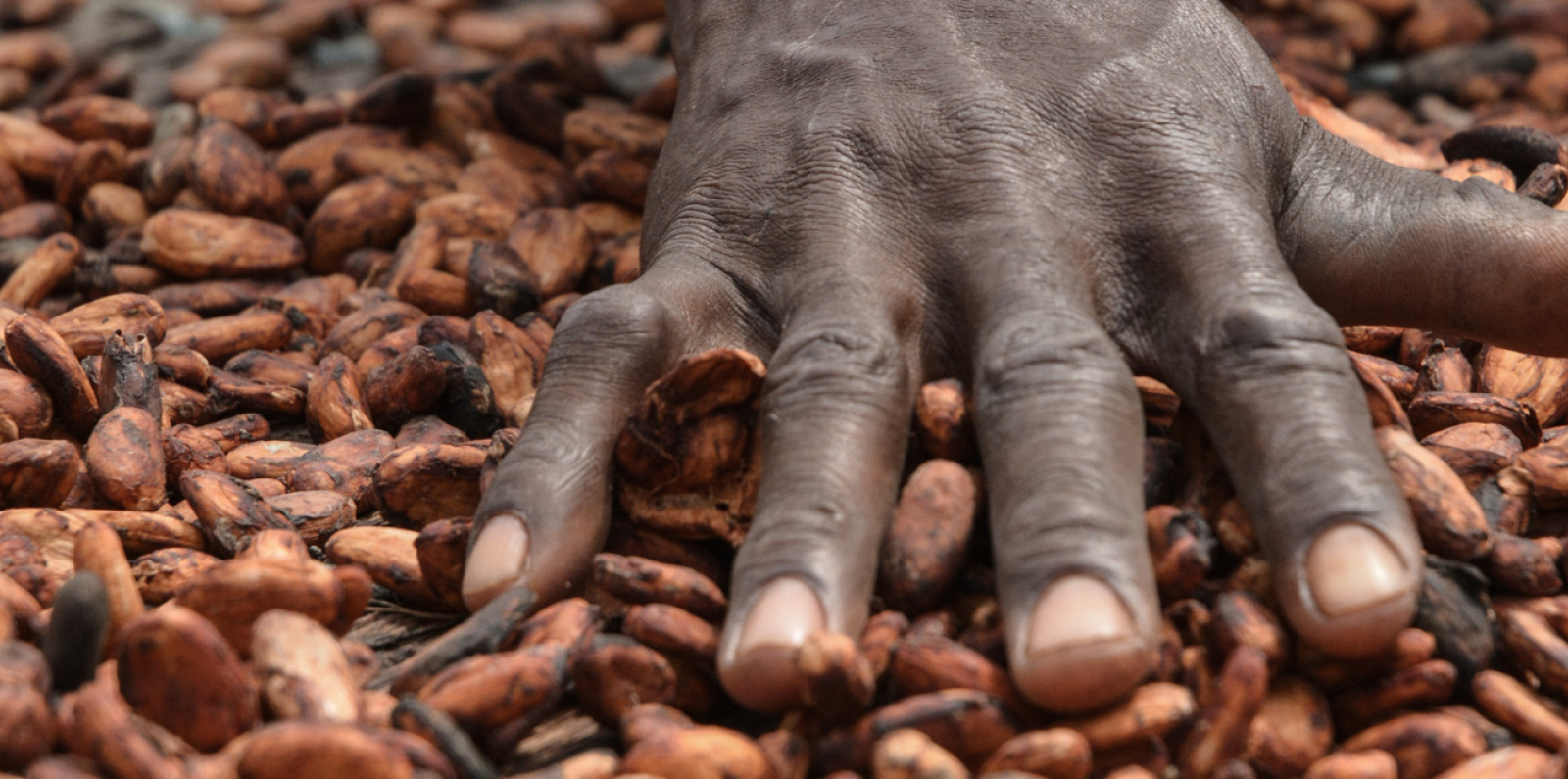 Hand and cocoa 