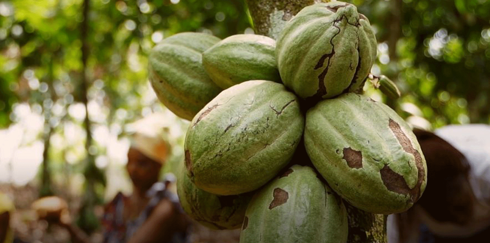 coca in Cote d'Ivoire