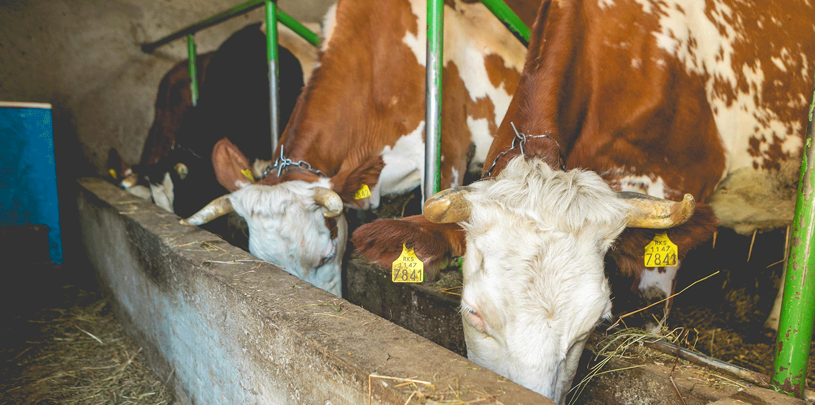 Cows on Remzi Bala's farm