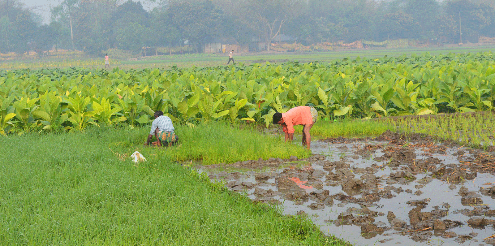 Farmers in Bangladesh