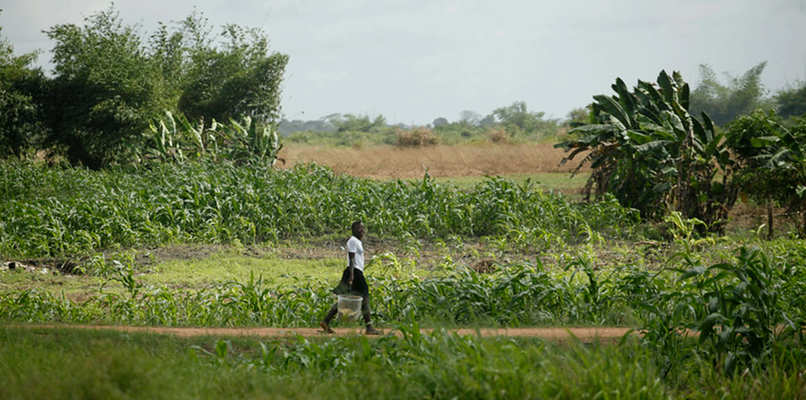 Farmer in Liberia