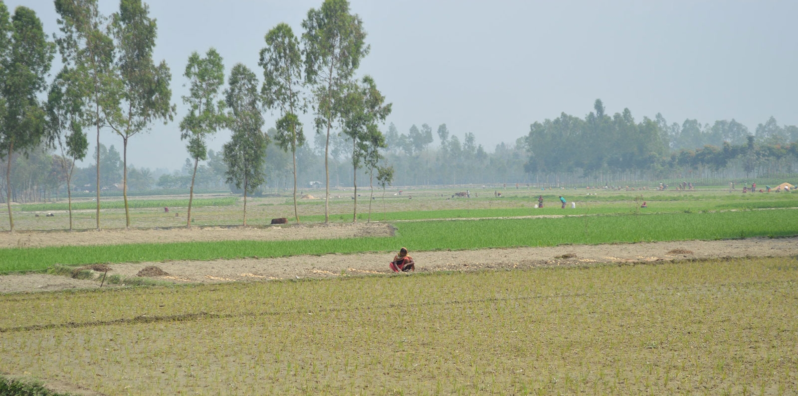 farmers in bangladesh